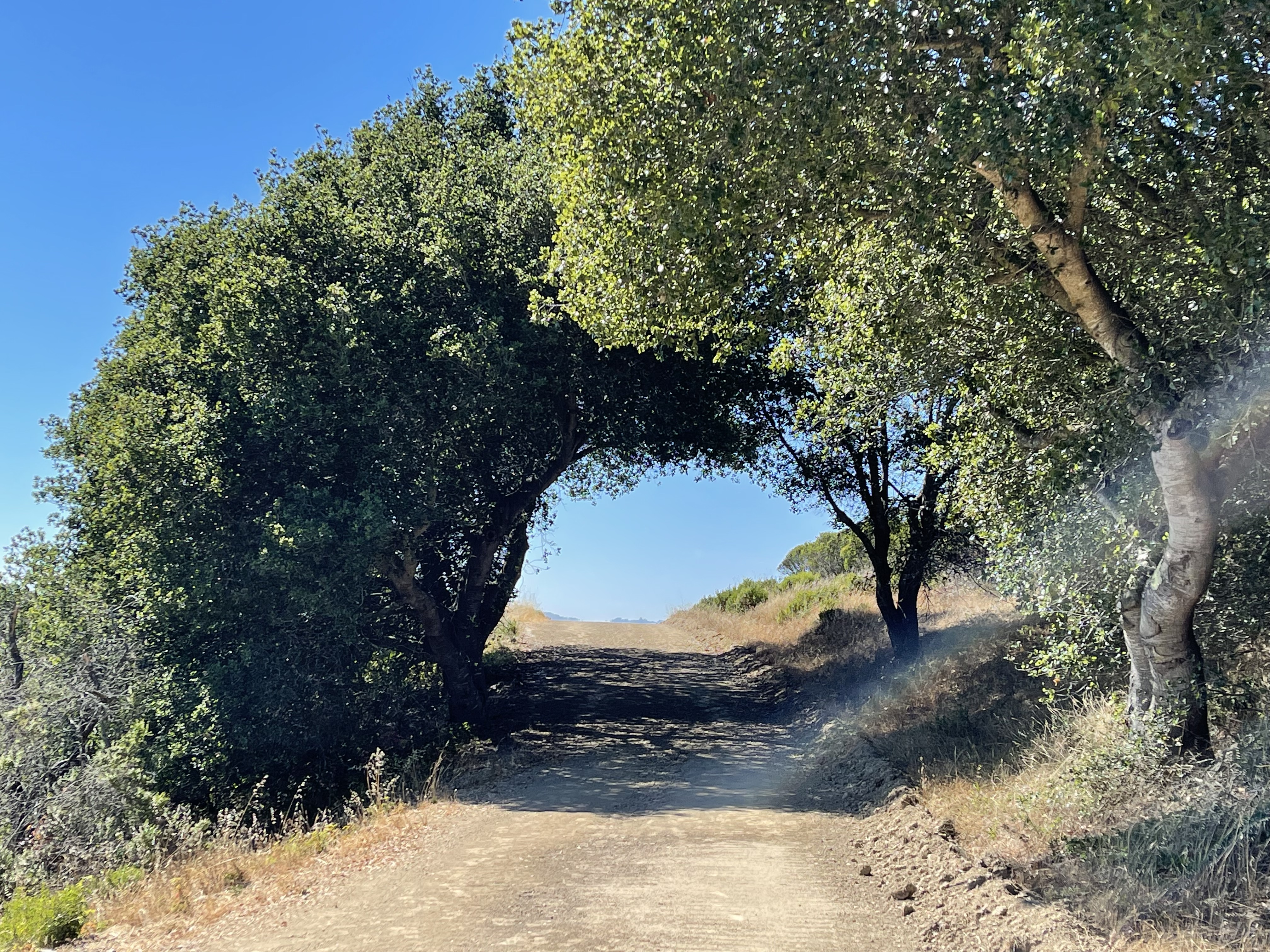 Gorgeous tree on a trail near my house